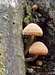 Maine Mushrooms