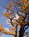 Larch tree in October brilliance