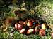 Lovran chestnuts - Marrons