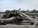 Biggest Driftwood I've Ever Seen
