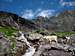 Mountain Goats below Comeau Pass