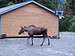 Moose in employee parking lot, Aleyeska AK