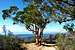 Eucalyptus Tree Lookout