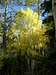Aspens Turn Yellow on Bristlecone Pine Trail