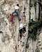 Malay climbers