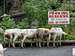 The sheep transhumance in the Aure valley