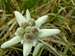 Edelweiss in the Pyrenees