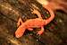 Eastern Newt in The Watauga Reserve