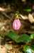 Pink Lady Slipper Wide View