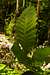 American Chestnut Detail