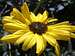 La Jolla Canyon Sunflower