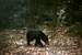 Young Black Bear on Trail