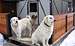The doggies from Piatra Mare hut :).