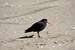 Variable Oystercatcher 