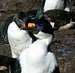 Falklands Fauna - King Cormorant