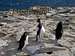 Falklands Fauna - Rockhopper Penguins