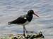 Falklands Fauna - Pied Oystercatcher