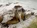 Falklands Fauna - Elephant Seals