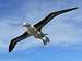 Falklands Fauna - Black Browed Albatross