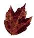 Pennsylvania Maple Leaf
