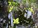 Pinguicula Nevadensis colony