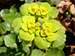 Chrysosplenium alternifolium 