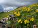 Alpine Sunflowers and Alpine...