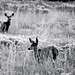 Deer in Oquirrh Mountains