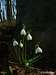 <b>Snowdrops</b> - <i>Galanthus nivalis</i>