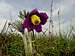 <b>Small Pasque Flower</b> - <i>Pulsatilla pratensis</i>