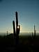 Sunset at the Saguaros.