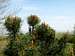 Blooming pine