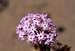 Desert Sand Verbena (<i>Abronia villosa</i>)