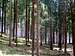 Spruce forest on Križevski vrh