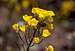 Mojave Sun Cups (<i>Camissonia campestris</i>) 