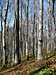 Forest on the slope of Mount Przedziwna