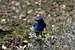 Mountain BlueBird