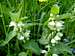 White Deadnettle