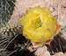 Porcupine Prickly Pear 