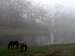 Horses in the mist near Rose Flat