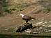bald eagle del water gap