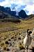 Llama following me in Bolivia 