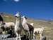 Llamas in the Condoriri area