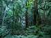 The dense rainforest and huge...