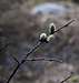 Spring in Rock Creek Canyon