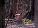 Roe deer in the virgin beech forest