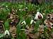 A carpet of snowdrops