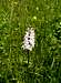 Common Spotted Orchid...