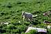 A Cute Baby Mountain Goat on Timpanogos