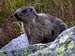 Portrait of marmot